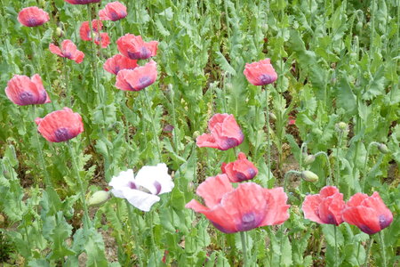 Champ de pavots, P1010500