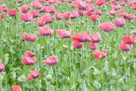 Champ de pavots, P1010499