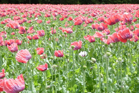 Champ de pavots, P1010501