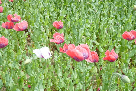 Champ de pavots, P1010502