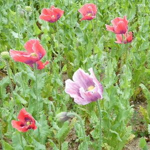 Champ de pavots, P1010505