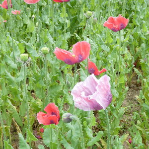 Champ de pavots, P1010504