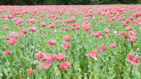 Champ de pavots, P1010503