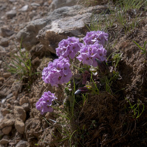 col et lacs du Roure-4-07-2023, sRVB-1070222