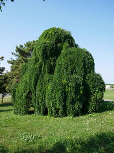 Arbres remarquables du Savès, Sophora Sauveterre 10072023