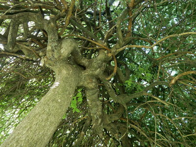 Arbres remarquables du Savès, Sophora Sauveterre3 10072023