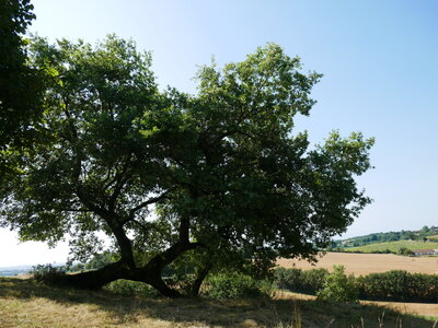 Arbres remarquables du Savès, Chene Montiège1