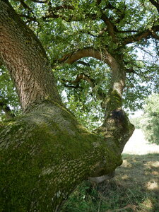 Arbres remarquables du Savès, Chene Montiege2