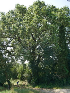 Arbres remarquables du Savès, Chene Polastron dir St Martin Gimois1