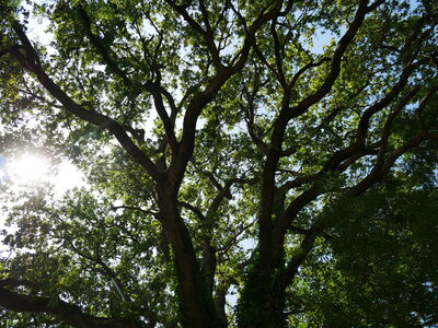 Arbres remarquables du Savès, Chene Polastron dir St Martin Gimois2