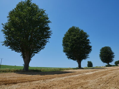 Arbres remarquables du Savès, Zelcovas alignésBezeril