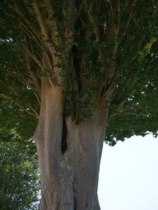 Arbres remarquables du Savès, Zelcovas detail