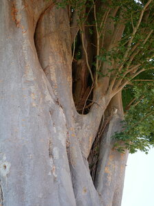 Arbres remarquables du Savès, Zelcovas details