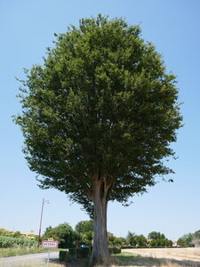 Arbres remarquables du Savès, Zelcovas