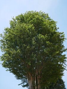 Arbres remarquables du Savès, ZelcovasBezeril