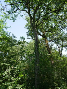 Arbres remarquables du Savès, alisier torminal  âgé rare Caumont