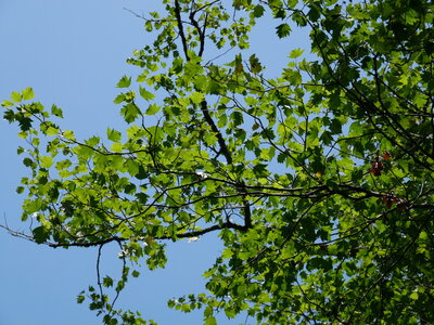 Arbres remarquables du Savès, alisier torminal  âgé rare Caumont2