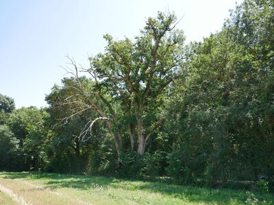 Arbres remarquables du Savès, chene vénérable double Caumont 10072023