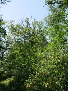 Arbres remarquables du Savès, orme lisse ou diffus Caumont