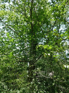 Arbres remarquables du Savès, orme lisse ou diffus Caumont2