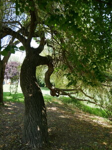 Arbres remarquables du Savès, saule pleureur Cazaux