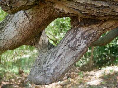 Arbres remarquables du Savès, saule pleureur Cazaux2