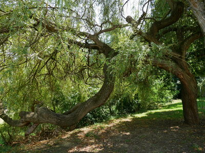 Arbres remarquables du Savès, saule pleureur Cazaux3