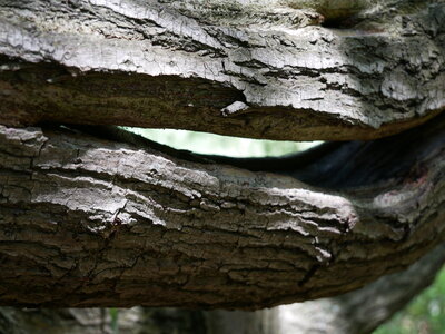 Arbres remarquables du Savès, saule pleureur Cazaux4