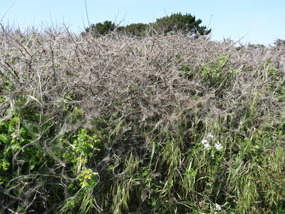 Île de Groix, de Port Tudy à Locmaria, 27 mai 2023<br>@copyleft <a href=https://www.le-fab-lab.com>Le Fab'Blab</a> Licence Art Libre, 2023-05-23-Groix-Locmaria-PortTudy-01