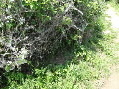 Île de Groix, de Port Tudy à Locmaria, 27 mai 2023<br>@copyleft <a href=https://www.le-fab-lab.com>Le Fab'Blab</a> Licence Art Libre, 2023-05-23-Groix-Locmaria-PortTudy-03