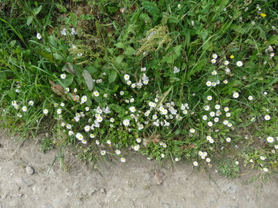 Île de Groix, de Port Tudy à Locmaria, 27 mai 2023<br>@copyleft <a href=https://www.le-fab-lab.com>Le Fab'Blab</a> Licence Art Libre, 2023-05-23-Groix-PortTudy-Locmaria-03