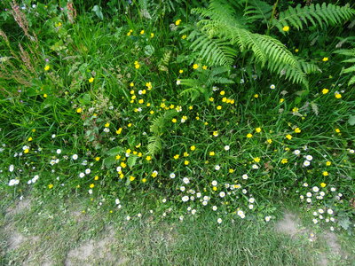 Île de Groix, de Port Tudy à Locmaria, 27 mai 2023<br>@copyleft <a href=https://www.le-fab-lab.com>Le Fab'Blab</a> Licence Art Libre, 2023-05-23-Groix-PortTudy-Locmaria-10