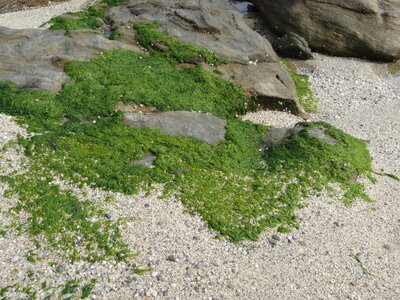 Île de Groix, de Port Tudy à Locmaria, 27 mai 2023<br>@copyleft <a href=https://www.le-fab-lab.com>Le Fab'Blab</a> Licence Art Libre, 2023-05-23-Groix-PortTudy-Locmaria-21