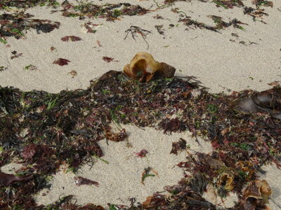 Île de Groix, de Port Tudy à Locmaria, 27 mai 2023<br>@copyleft <a href=https://www.le-fab-lab.com>Le Fab'Blab</a> Licence Art Libre, 2023-05-23-Groix-PortTudy-Locmaria-22