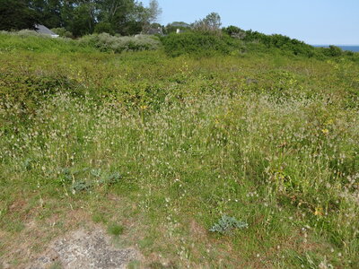 Île de Groix, de Port Tudy à Locmaria, 27 mai 2023<br>@copyleft <a href=https://www.le-fab-lab.com>Le Fab'Blab</a> Licence Art Libre, 2023-05-23-Groix-PortTudy-Locmaria-53