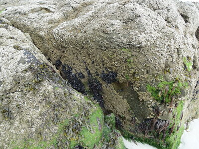 Île de Groix, de Port Tudy à Locmaria, 27 mai 2023<br>@copyleft <a href=https://www.le-fab-lab.com>Le Fab'Blab</a> Licence Art Libre, 2023-05-23-Groix-PortTudy-Locmaria-83