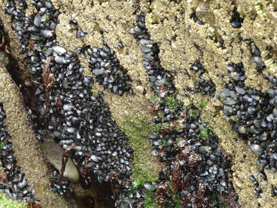 Île de Groix, de Port Tudy à Locmaria, 27 mai 2023<br>@copyleft <a href=https://www.le-fab-lab.com>Le Fab'Blab</a> Licence Art Libre, 2023-05-23-Groix-PortTudy-Locmaria-84