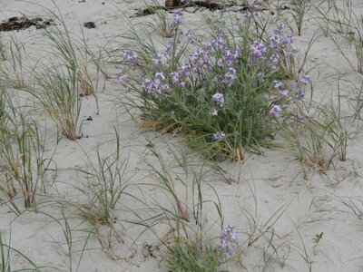 Île de Groix, de Port Tudy à Locmaria, 27 mai 2023<br>@copyleft <a href=https://www.le-fab-lab.com>Le Fab'Blab</a> Licence Art Libre, 2023-05-23-Groix-PortTudy-Locmaria-87