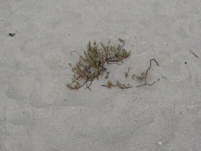 Île de Groix, de Port Tudy à Locmaria, 27 mai 2023<br>@copyleft <a href=https://www.le-fab-lab.com>Le Fab'Blab</a> Licence Art Libre, 2023-05-23-Groix-PortTudy-Locmaria-88