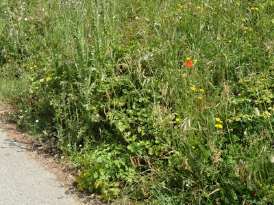 Île de Groix, de Port Tudy à Locmaria, 27 mai 2023<br>@copyleft <a href=https://www.le-fab-lab.com>Le Fab'Blab</a> Licence Art Libre, 2023-05-23-Groix-PortTudy-Locmaria-111