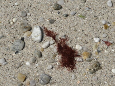 Île de Groix, de Port Tudy à Locmaria, 27 mai 2023<br>@copyleft <a href=https://www.le-fab-lab.com>Le Fab'Blab</a> Licence Art Libre, 2023-05-23-Groix-PortTudy-Locmaria-115