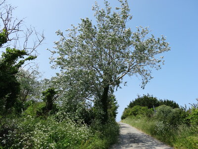 Île de Groix, de Port Tudy à Locmaria, 27 mai 2023<br>@copyleft <a href=https://www.le-fab-lab.com>Le Fab'Blab</a> Licence Art Libre, 2023-05-23-Groix-PortTudy-Locmaria-122