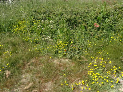 Île de Groix, de Port Tudy à Locmaria, 27 mai 2023<br>@copyleft <a href=https://www.le-fab-lab.com>Le Fab'Blab</a> Licence Art Libre, 2023-05-23-Groix-PortTudy-Locmaria-123