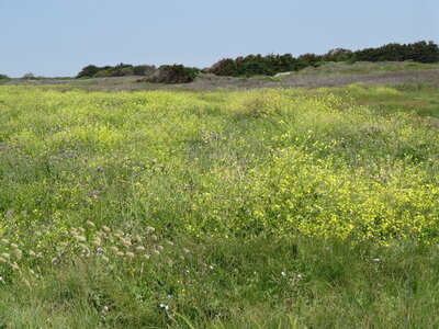 Île de Groix, de Port Tudy à Locmaria, 27 mai 2023<br>@copyleft <a href=https://www.le-fab-lab.com>Le Fab'Blab</a> Licence Art Libre, 2023-05-23-Groix-PortTudy-Locmaria-141