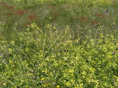 Île de Groix, de Port Tudy à Locmaria, 27 mai 2023<br>@copyleft <a href=https://www.le-fab-lab.com>Le Fab'Blab</a> Licence Art Libre, 2023-05-23-Groix-PortTudy-Locmaria-144