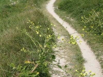 Île de Groix, de Port Tudy à Locmaria, 27 mai 2023<br>@copyleft <a href=https://www.le-fab-lab.com>Le Fab'Blab</a> Licence Art Libre, 2023-05-23-Groix-PortTudy-Locmaria-145