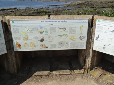 Île de Groix, de Port Tudy à Locmaria, 27 mai 2023<br>@copyleft <a href=https://www.le-fab-lab.com>Le Fab'Blab</a> Licence Art Libre, 2023-05-23-Groix-PortTudy-Locmaria-156