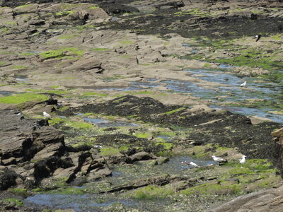 Île de Groix, de Port Tudy à Locmaria, 27 mai 2023<br>@copyleft <a href=https://www.le-fab-lab.com>Le Fab'Blab</a> Licence Art Libre, 2023-05-23-Groix-PortTudy-Locmaria-173