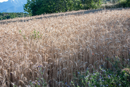Avançon-Le Forest Charpin (aller-retour) 25072023, 25072023-DSC_0011