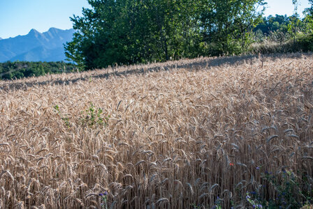 Avançon-Le Forest Charpin (aller-retour) 25072023, 25072023-DSC_0012